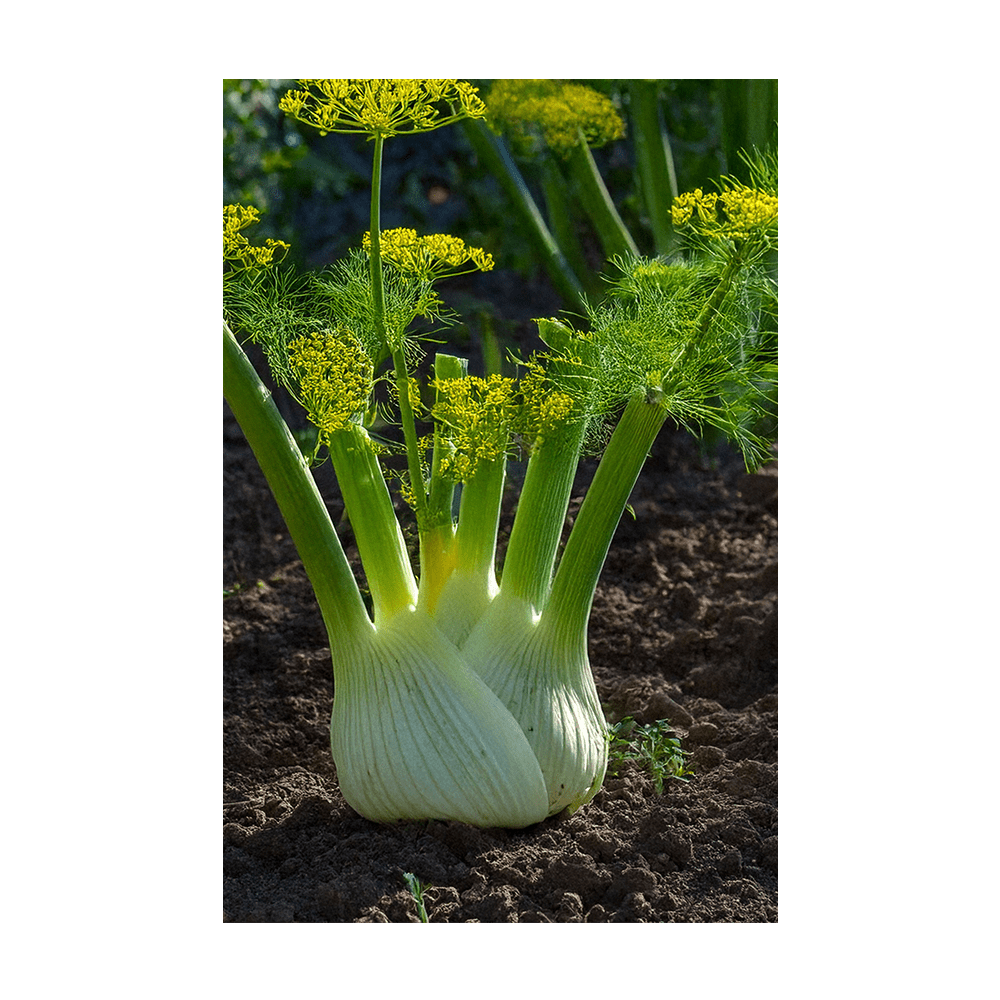 Fennel Vegetable Seeds Packet - Chive Ceramics Studio - Seeds - Chive Ceramics Studio