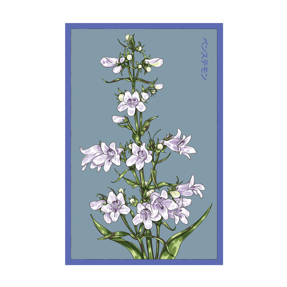 Foxglove Beard Tongue seed packet - Shido Seeds non-GMO vacuum-sealed woodblock design