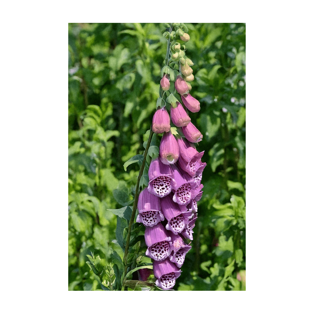 Foxglove Beard Tongue seeds in hermetically sealed packet