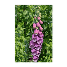 Foxglove Beard Tongue Flower Seeds Packet - Chive Ceramics Studio - Seeds - Chive Ceramics Studio