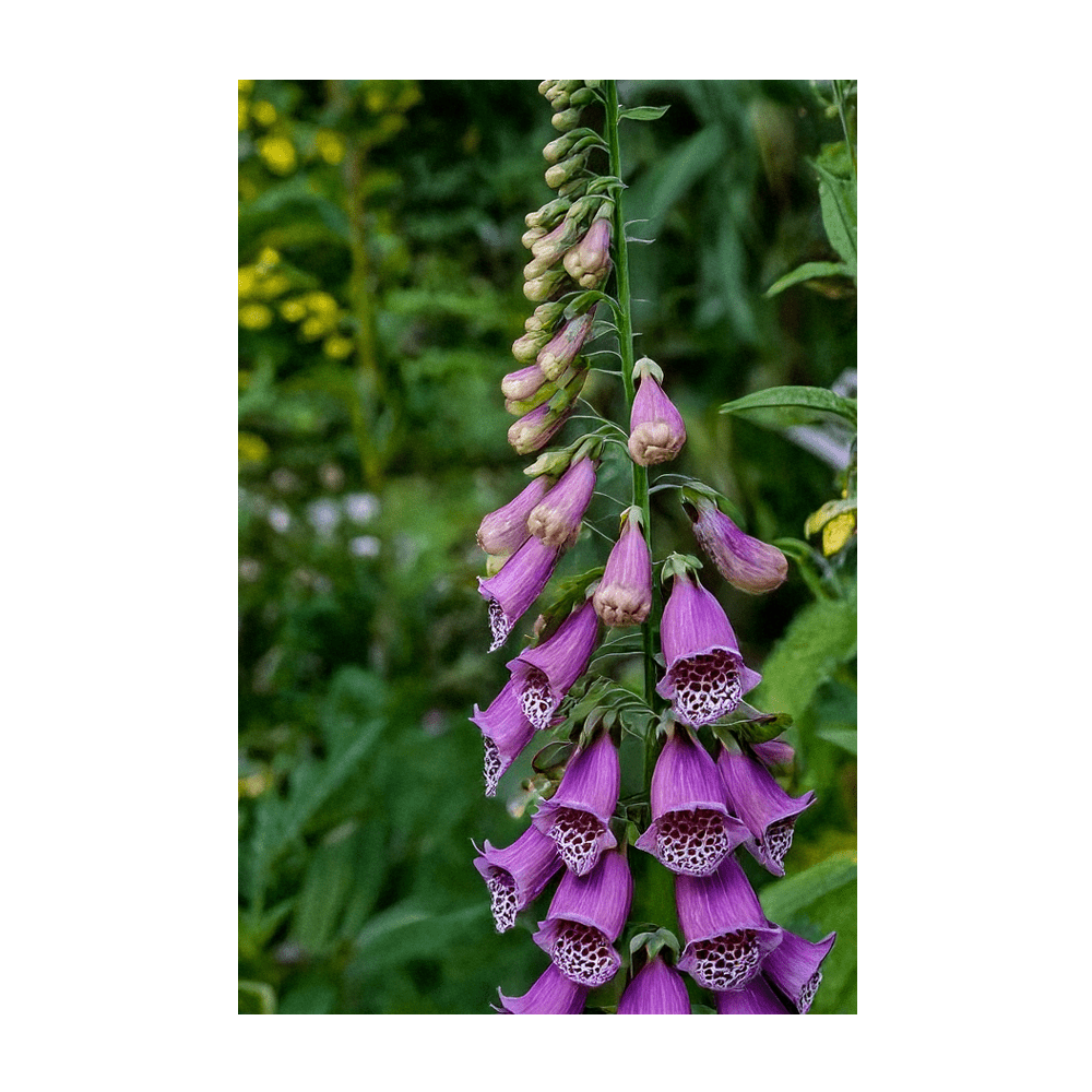 Foxglove Beard Tongue perennial in garden border - Shido Seeds by Chive