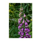 Foxglove Beard Tongue Flower Seeds Packet - Chive Ceramics Studio - Seeds - Chive Ceramics Studio