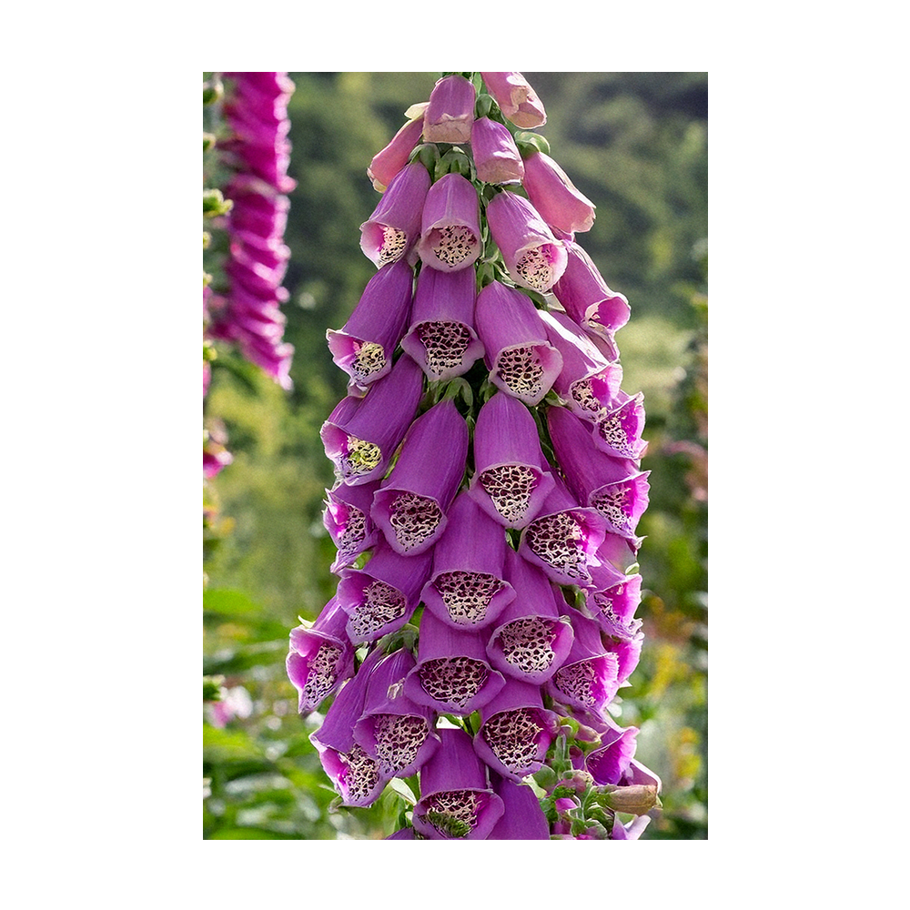 Foxglove seeds vacuum-sealed - Shido Seeds by Chive