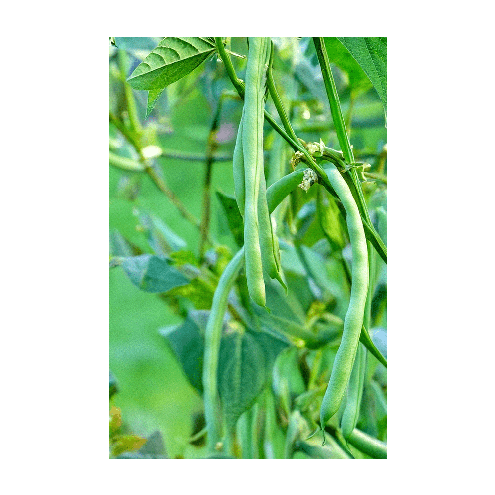 French Beans tender green pods ready for harvest