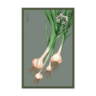 Garlic Vegetable seed packet - Shido Seeds non-GMO vacuum-sealed woodblock design