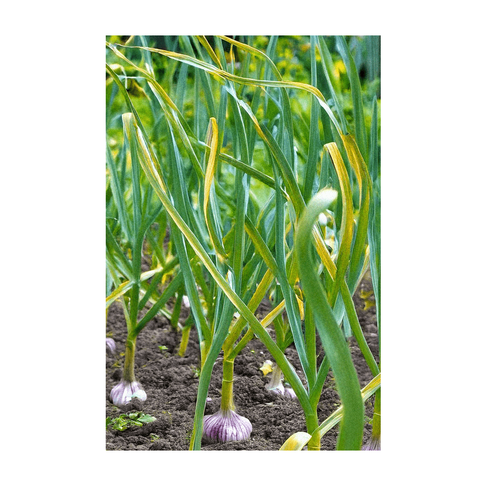 Garlic cloves planted in autumn soil
