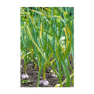 Garlic cloves planted in autumn soil