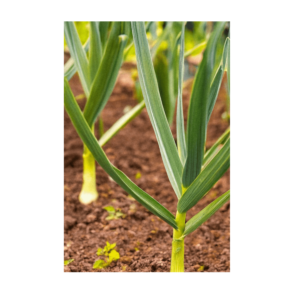 Garlic curing after harvest - Shido Seeds by Chive