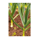 Garlic curing after harvest - Shido Seeds by Chive