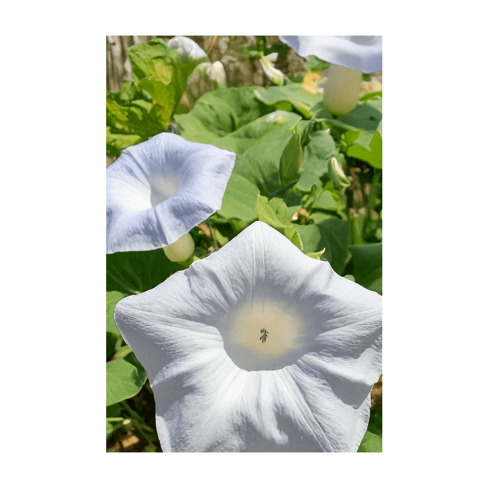 Giant Moonflower vine climbing with buds at dusk