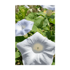 Giant Moonflower Flower Seeds Packet - Chive Ceramics Studio - Seeds - Chive Ceramics Studio