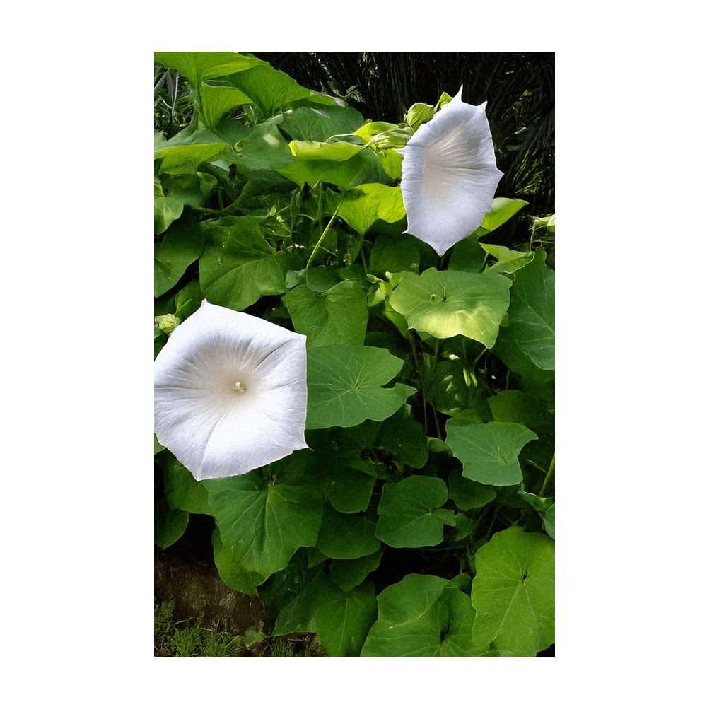 Giant Moonflower seeds vacuum-sealed - Shido Seeds by Chive