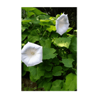 Giant Moonflower Flower Seeds Packet - Chive Ceramics Studio - Seeds - Chive Ceramics Studio