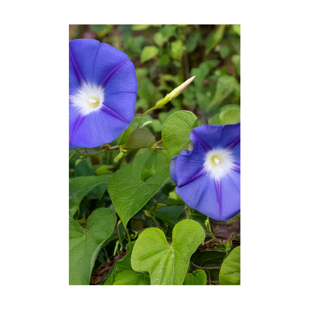 Morning Glory seeds vacuum-sealed - Shido Seeds by Chive