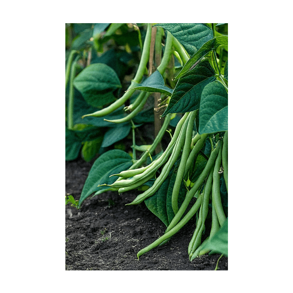 Green Beans seeds vacuum-sealed - Shido Seeds by Chive