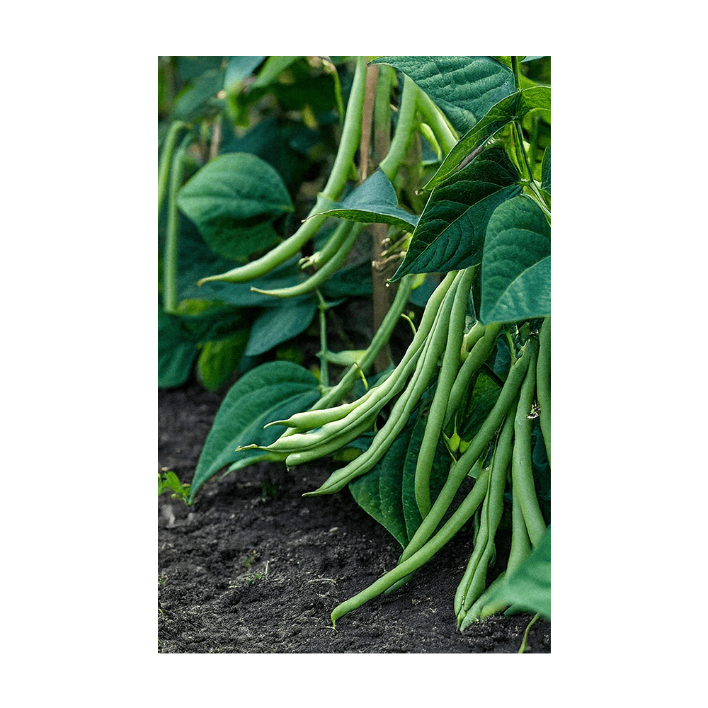 Green Beans Vegetable Seeds Packet - Chive Ceramics Studio - Seeds - Chive Ceramics Studio