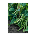 Green Beans Vegetable Seeds Packet - Chive Ceramics Studio - Seeds - Chive Ceramics Studio