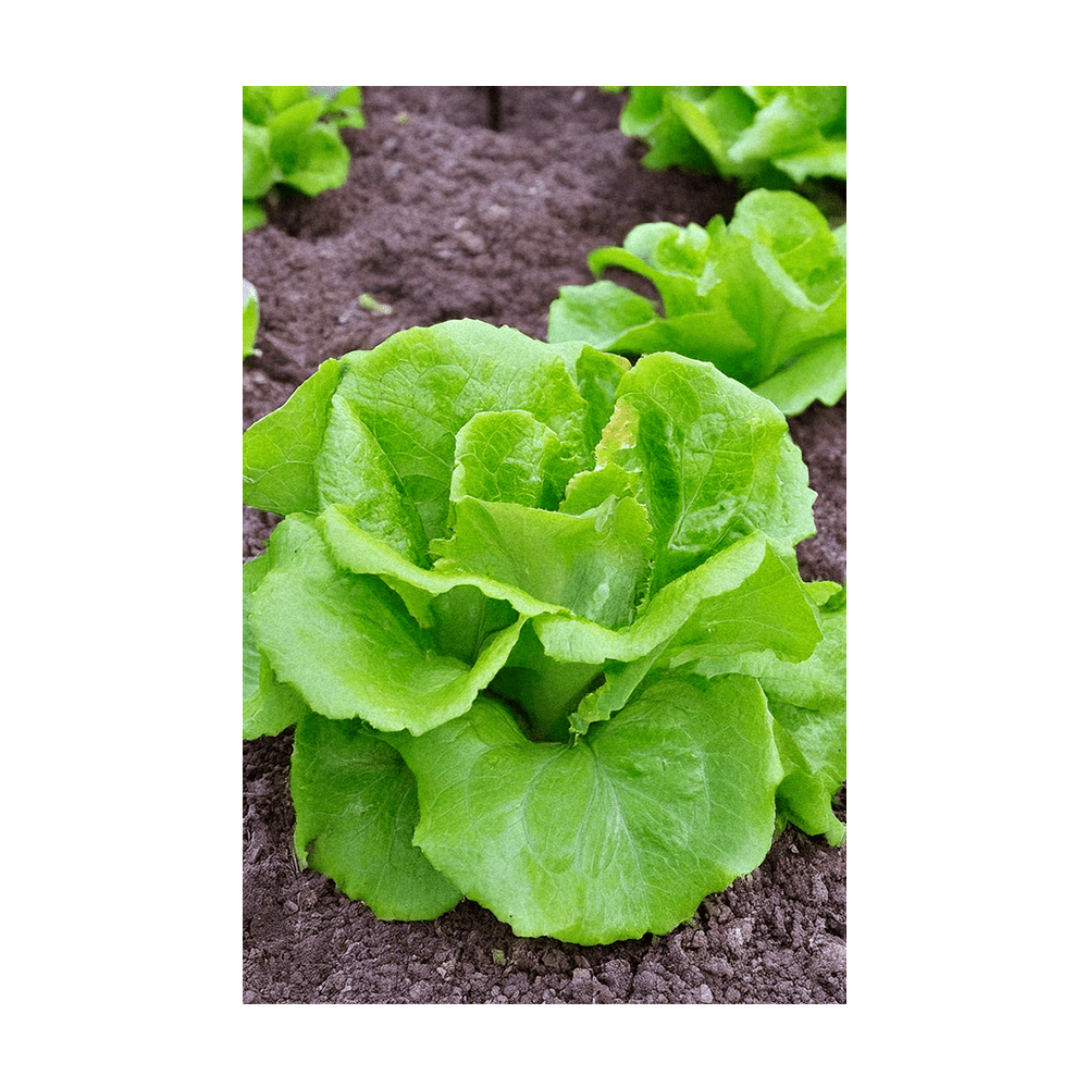 Green Leaf Lettuce seeds vacuum-sealed - Shido Seeds by Chive