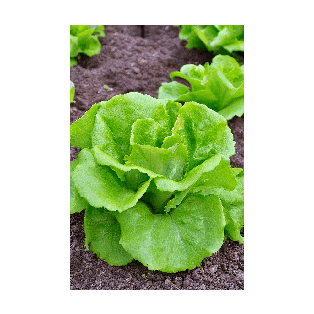 Green Leaf Lettuce Vegetable Seeds Packet - Chive Ceramics Studio - Seeds - Chive Ceramics Studio