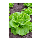 Green Leaf Lettuce Vegetable Seeds Packet - Chive Ceramics Studio - Seeds - Chive Ceramics Studio