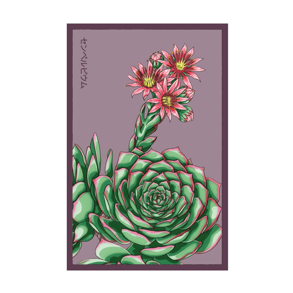 Hens and Chicks Succulent seed packet - Shido Seeds non-GMO vacuum-sealed woodblock design