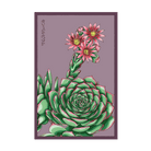 Hens and Chicks Succulent Indoor Seeds Packet - Chive Ceramics Studio - Seeds - Chive Ceramics Studio