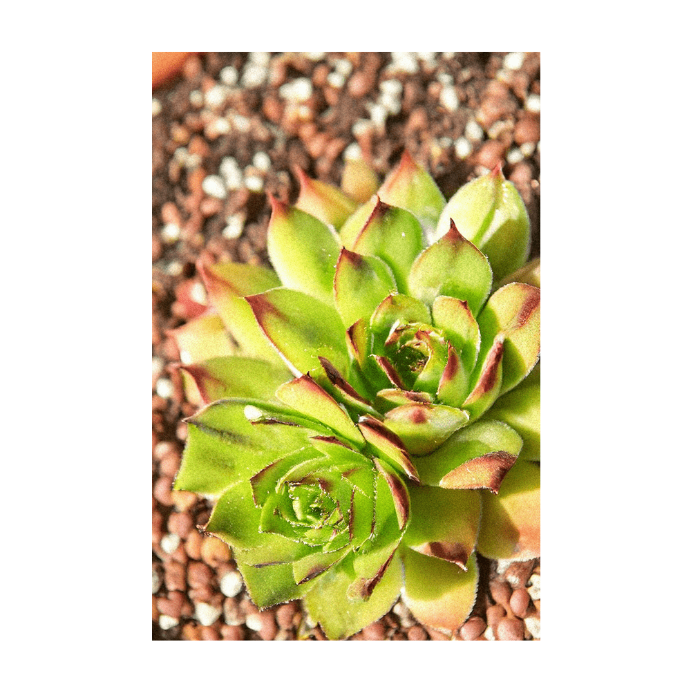 Hens and Chicks succulent seeds in hermetically sealed packet