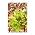 Hens and Chicks Succulent Indoor Seeds Packet - Chive Ceramics Studio - Seeds - Chive Ceramics Studio