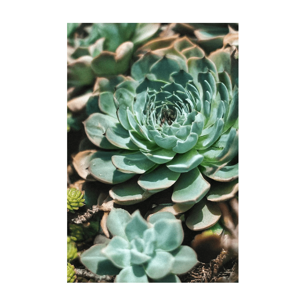 Hens and Chicks mature colony in rock garden - Shido Seeds by Chive