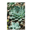 Hens and Chicks Succulent Indoor Seeds Packet - Chive Ceramics Studio - Seeds - Chive Ceramics Studio