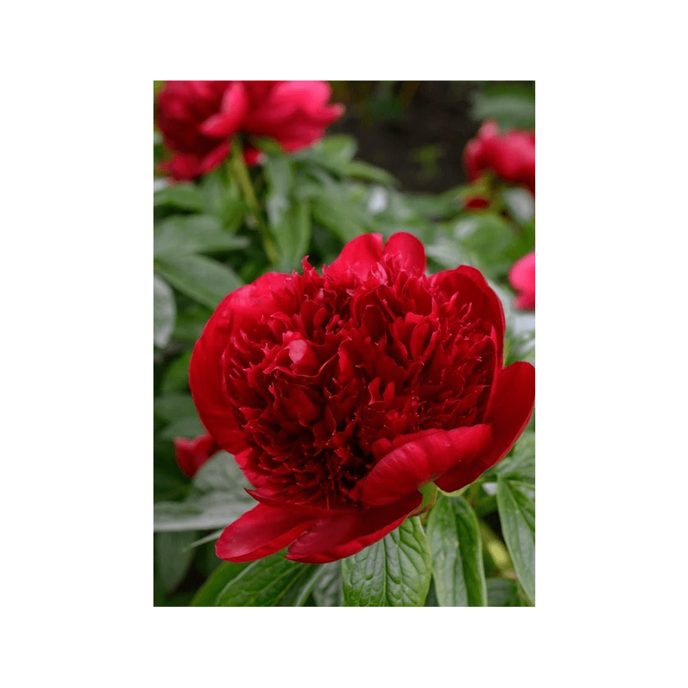 Herbaceous Peony seeds in hermetically sealed packet