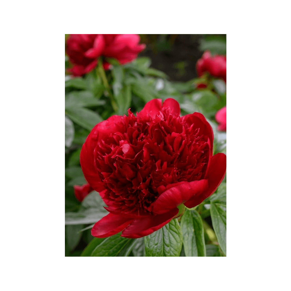 Herbaceous Peony Flower Seeds Packet - Chive Ceramics Studio - Seeds - Chive Ceramics Studio