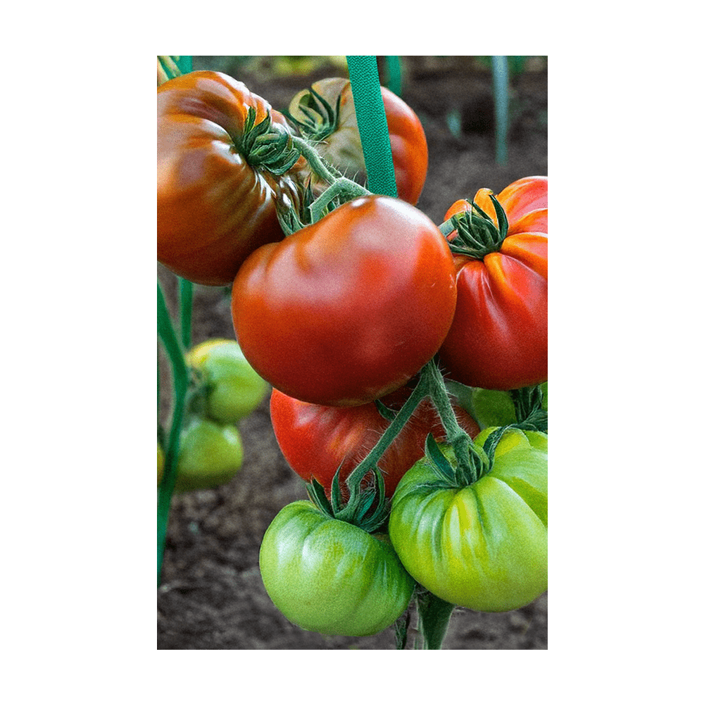 Heirloom Tomato seeds vacuum-sealed - Shido Seeds by Chive
