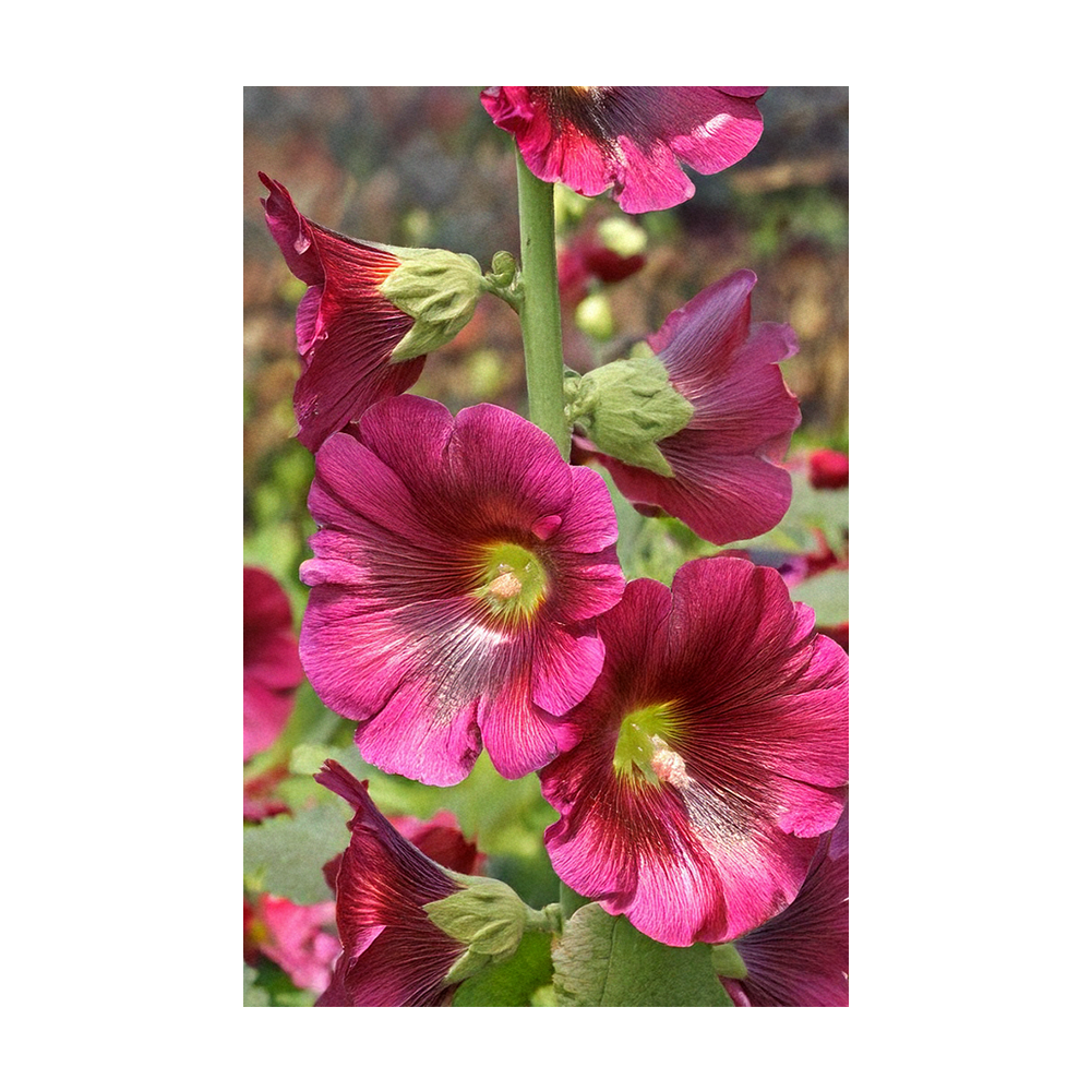 Hollyhock seeds vacuum-sealed - Shido Seeds by Chive