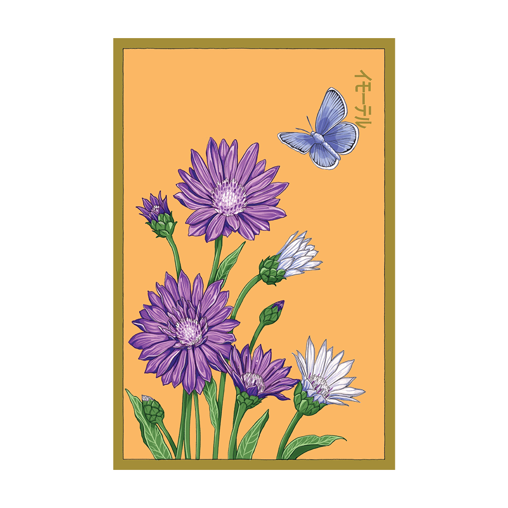 immortelle flower seeds Immortelle Flower Seeds | Non-GMO, Vacuum-Sealed