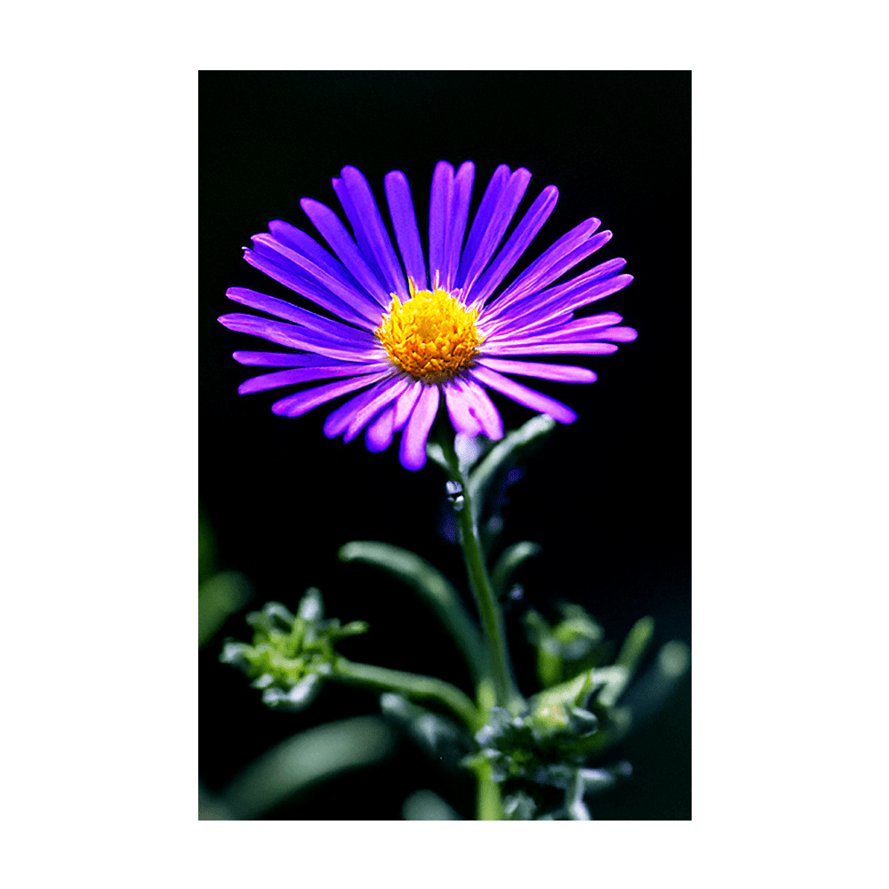 Immortelle seeds vacuum-sealed - Shido Seeds by Chive