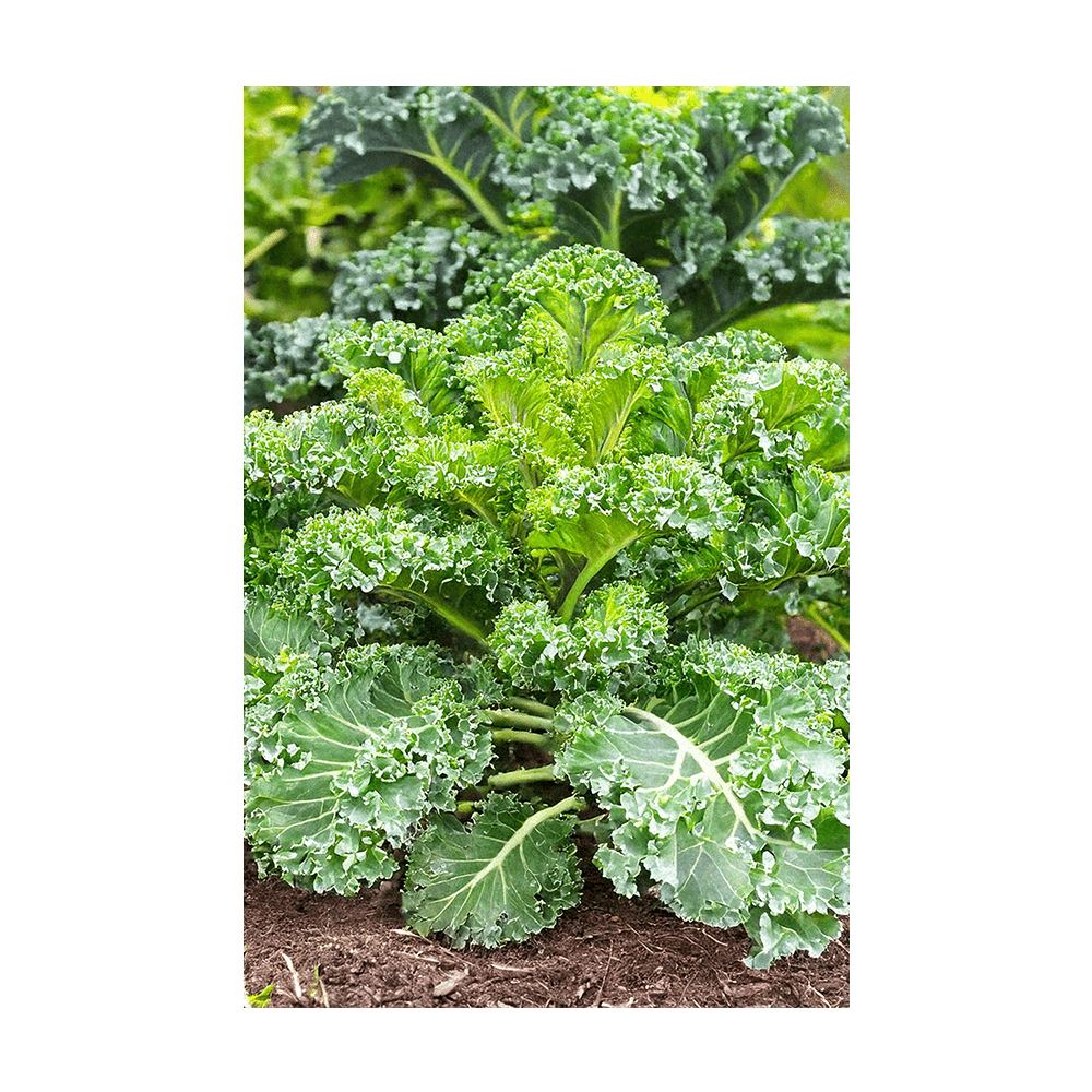 Kale seeds vacuum-sealed - Shido Seeds by Chive