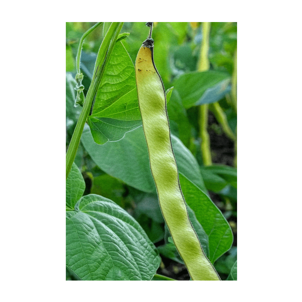 King of the Garden Bean harvest -- large buttery lima beans