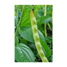 King of the Garden Bean Vegetable Seeds Packet - Chive Ceramics Studio - Seeds - Chive Ceramics Studio