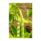King of the Garden Bean Vegetable Seeds Packet - Chive Ceramics Studio - Seeds - Chive Ceramics Studio