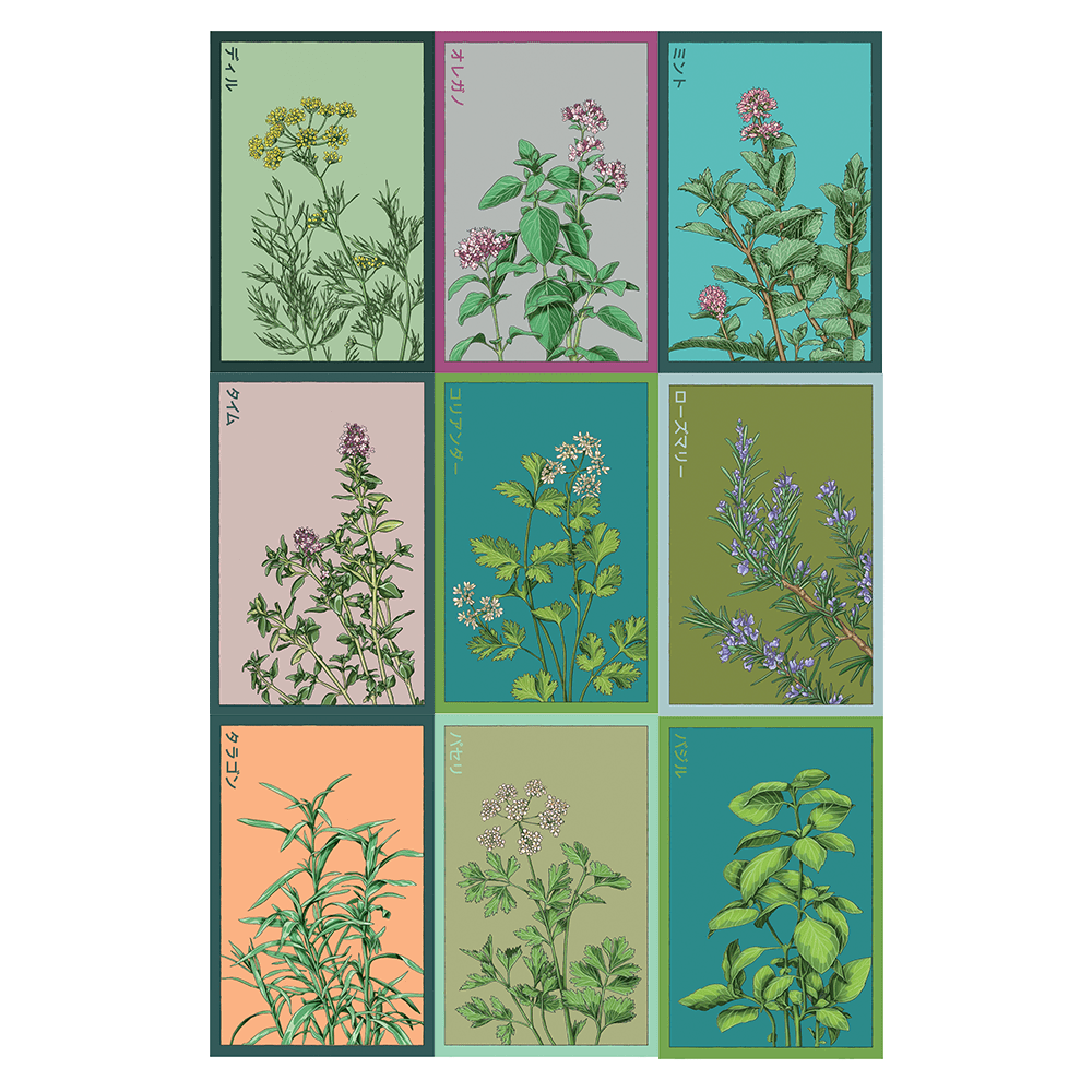 Herb Seed Bundle | 12 Varieties | Shido Seeds