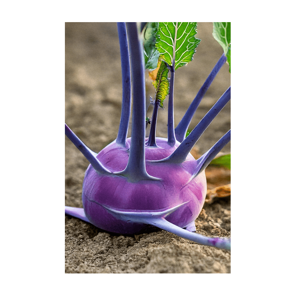 Kohlrabi growing in garden bed - harvest at 5-8cm for best flavour