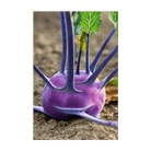 Kohlrabi Purple Delicacy Vegetable Seeds Packet - Chive Ceramics Studio - Seeds - Chive Ceramics Studio
