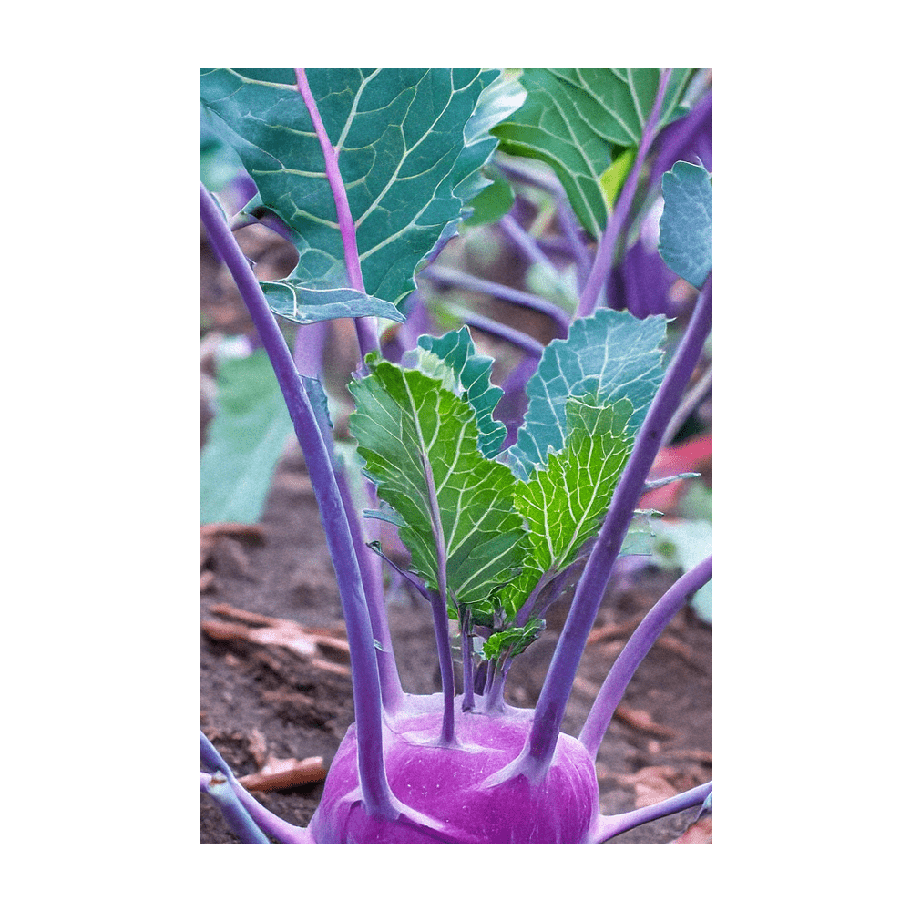 Kohlrabi Purple Delicacy seeds vacuum-sealed - Shido Seeds by Chive
