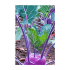 Kohlrabi Purple Delicacy Vegetable Seeds Packet - Chive Ceramics Studio - Seeds - Chive Ceramics Studio