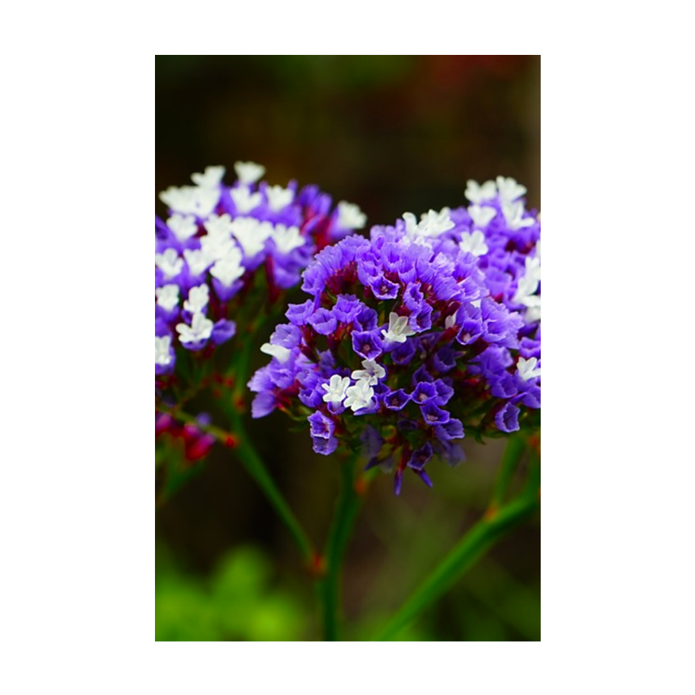 Sea Lavender Flower Seeds Packet - Chive Ceramics Studio - Seeds - Chive Ceramics Studio