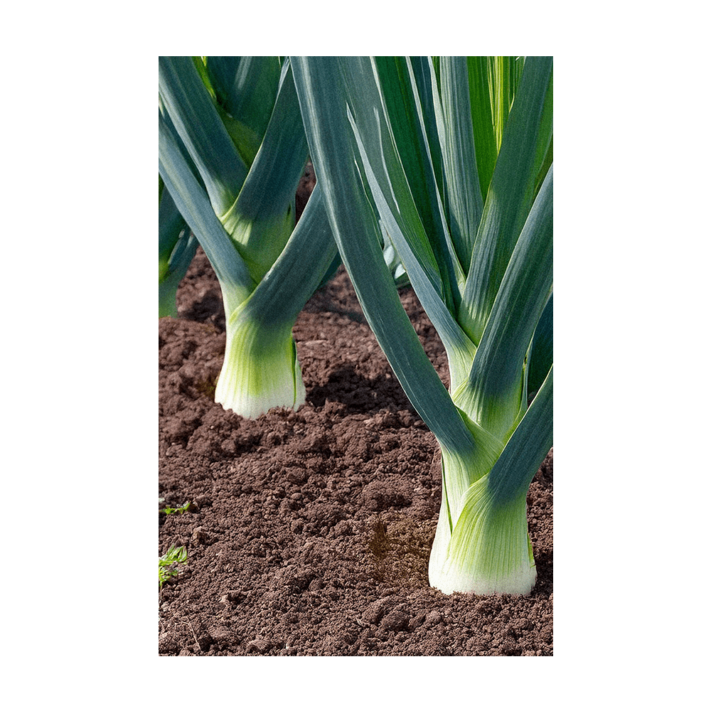 Leek seeds vacuum-sealed - Shido Seeds by Chive