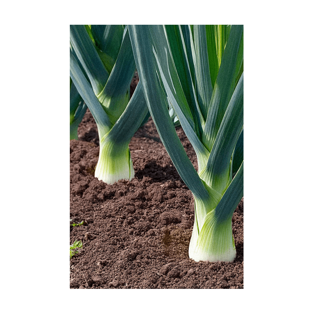 Leek Vegetable Seeds Packet - Chive Ceramics Studio - Seeds - Chive Ceramics Studio