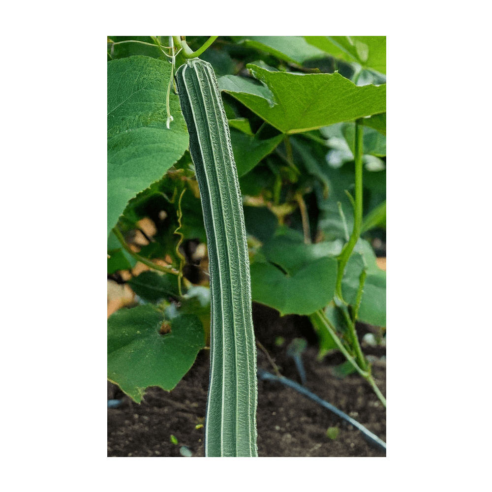 Luffa Sponge dried and peeled revealing natural sponge fibre