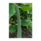 Luffa Sponge Vegetable Seeds Packet - Chive Ceramics Studio - Seeds - Chive Ceramics Studio